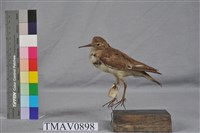 藏品(磯鷸)的圖片